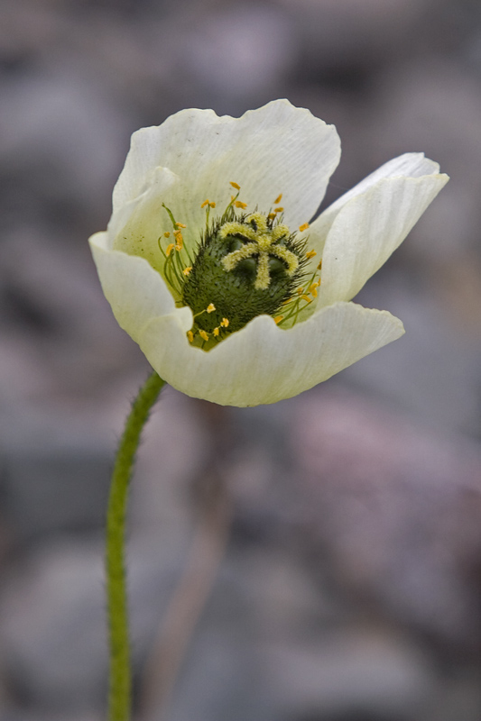 Papaver dahlianum