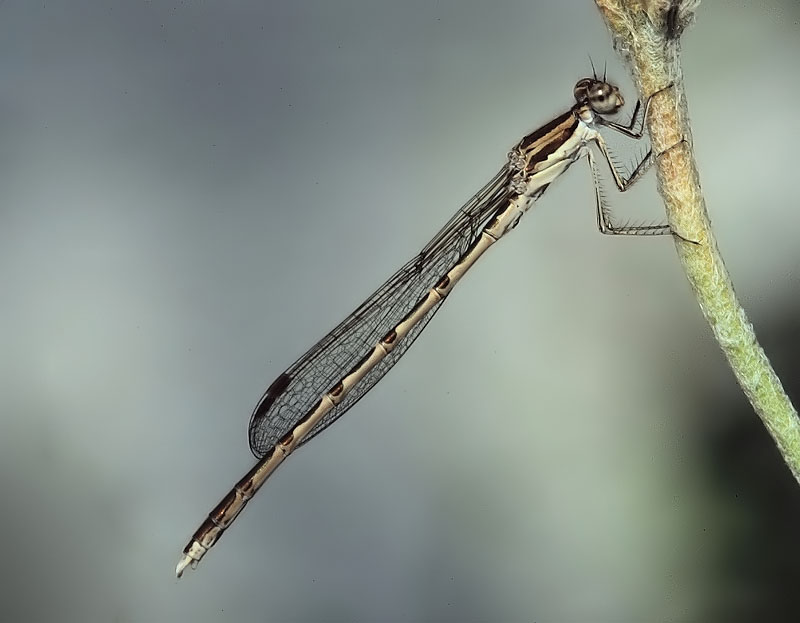 Sympecma fusca