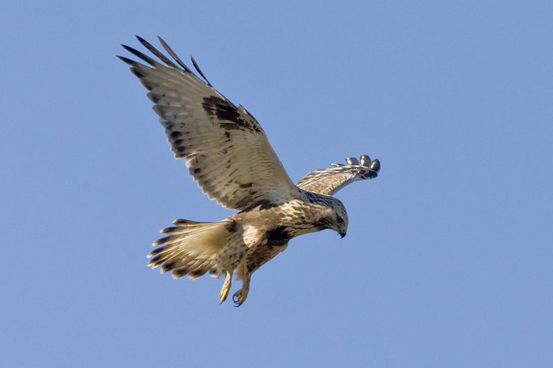 Buteo lagopus