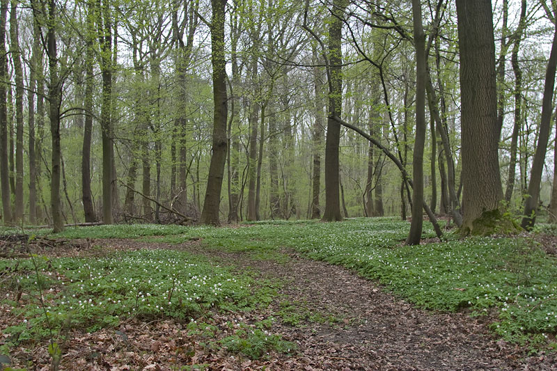 De Doort