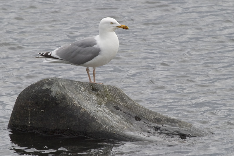 Larus argentatus