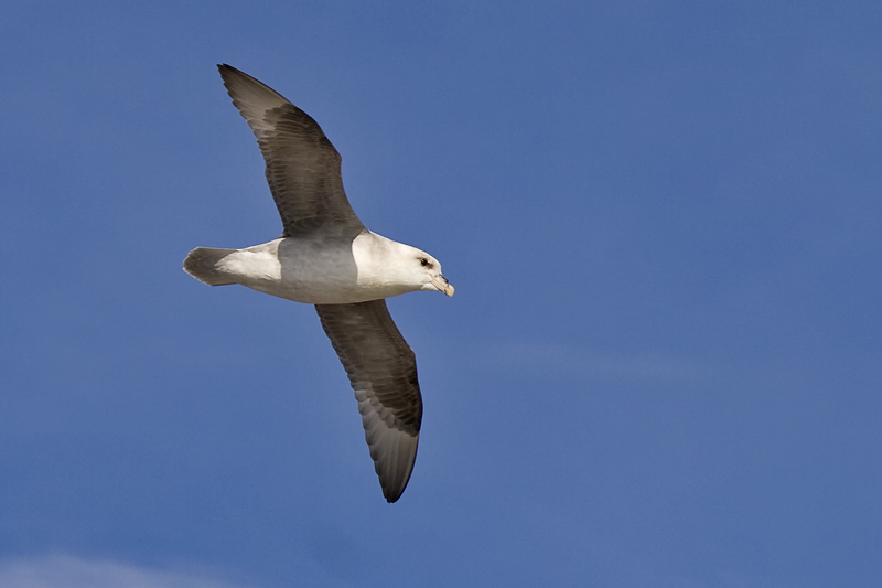 Fulmarus glacialis