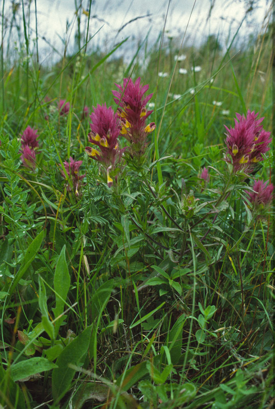Melampyrum arvense