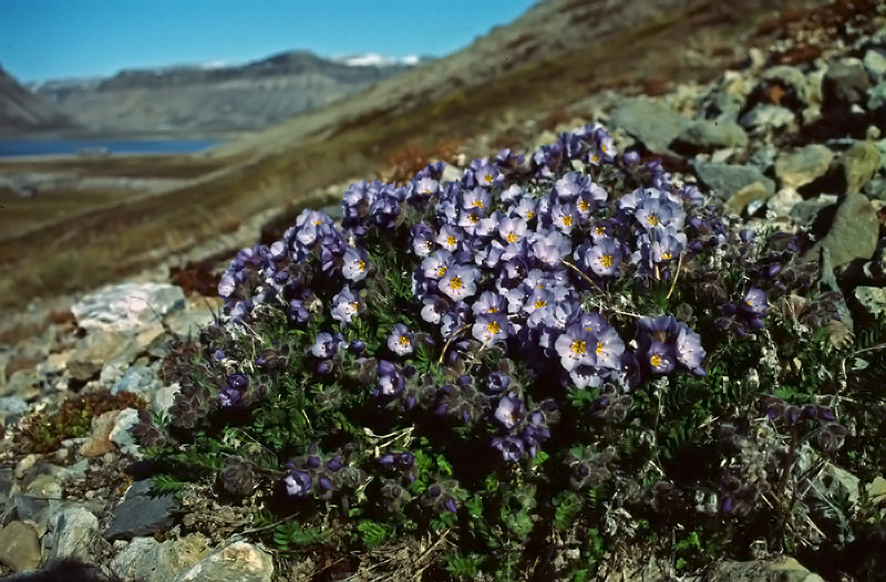 Polemonium boreale