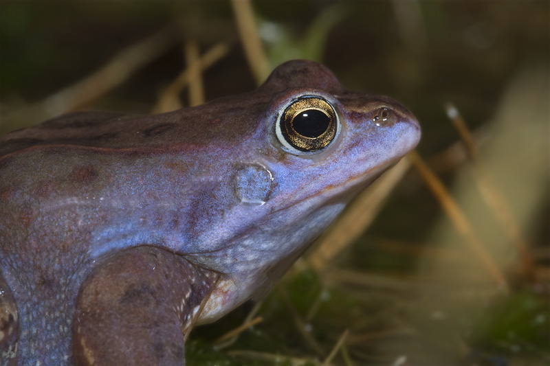 Rana arvalis