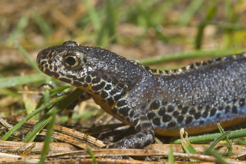 Triturus alpestris