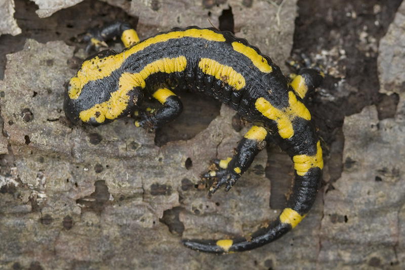 Salamandra salamandra