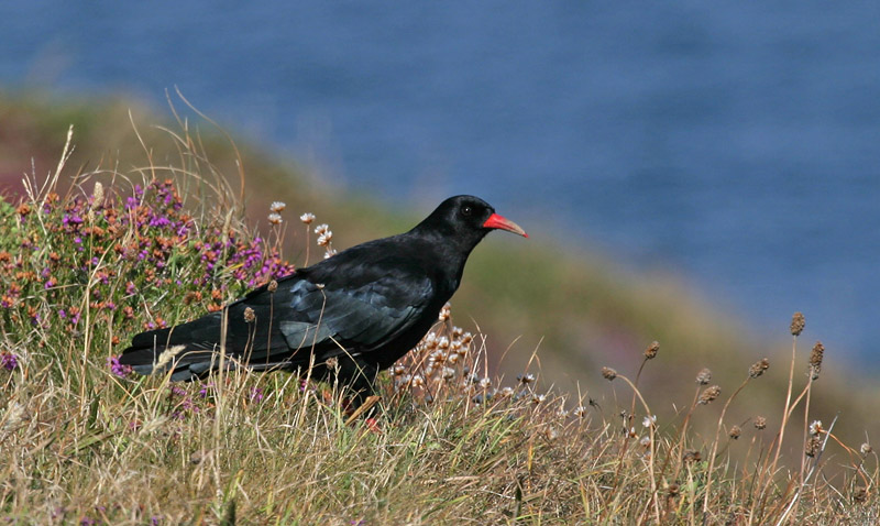 Pyrrhocorax pyrrhocorax