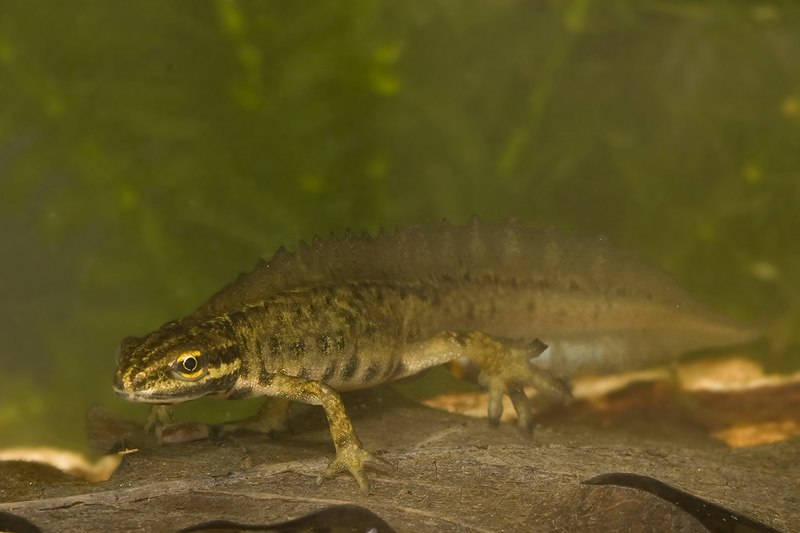Lissotriton vulgaris