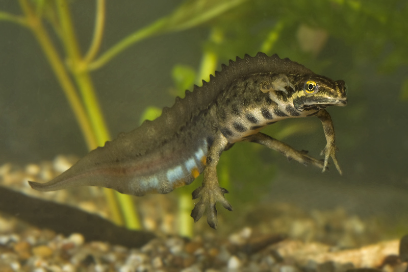 Lissotriton vulgaris