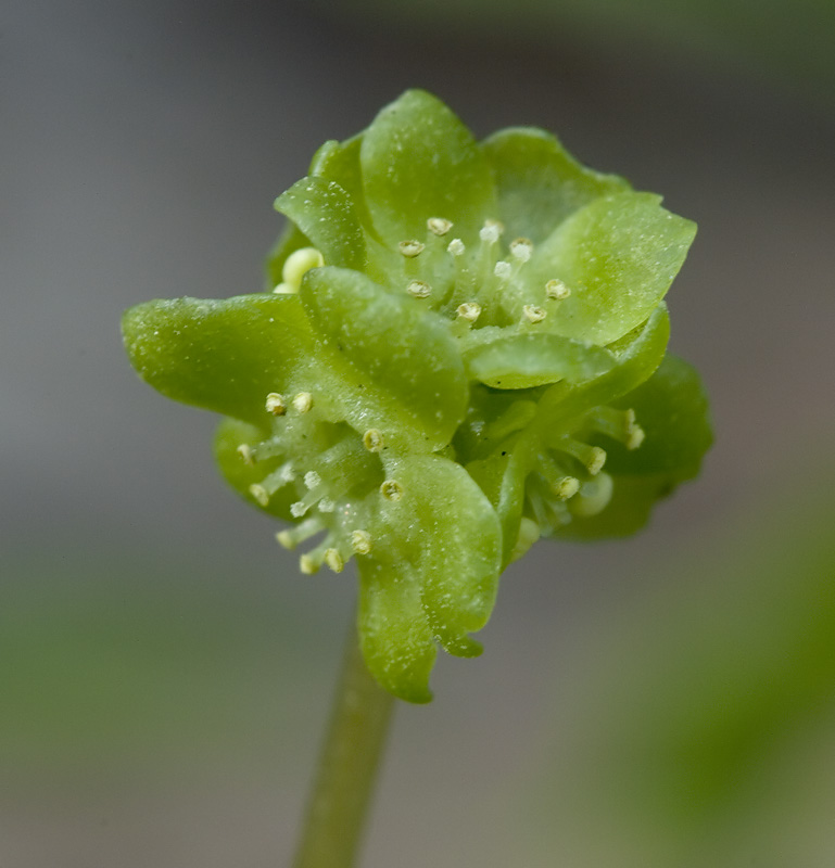 Adoxa moschatellina