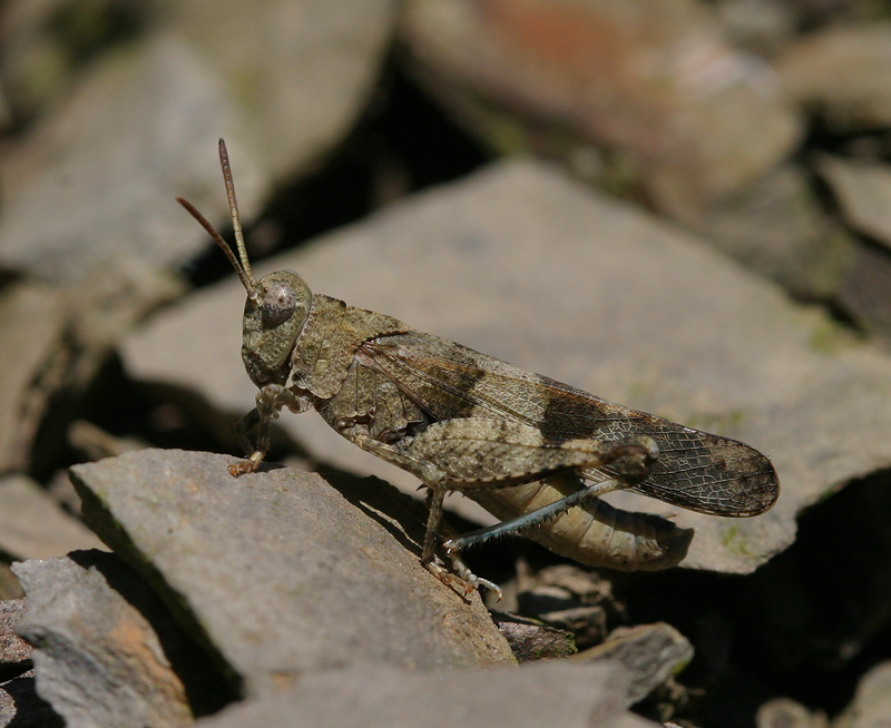 Oedipoda caerulescens