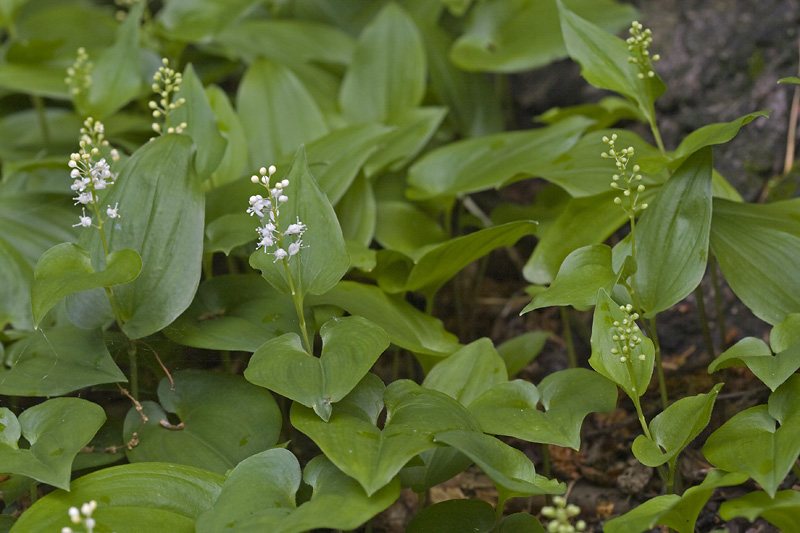 Maianthemum bifolium
