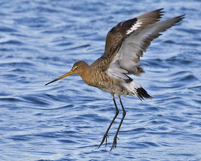 Limosa limosa