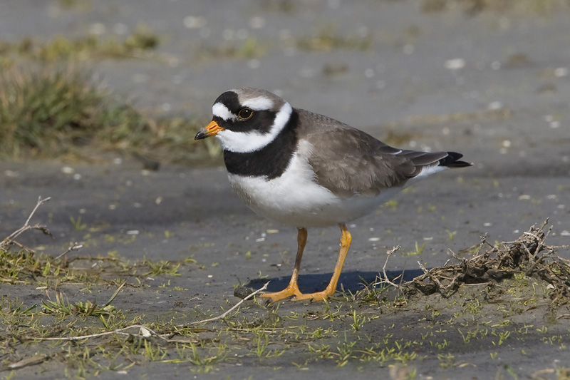Charadrius hiaticula