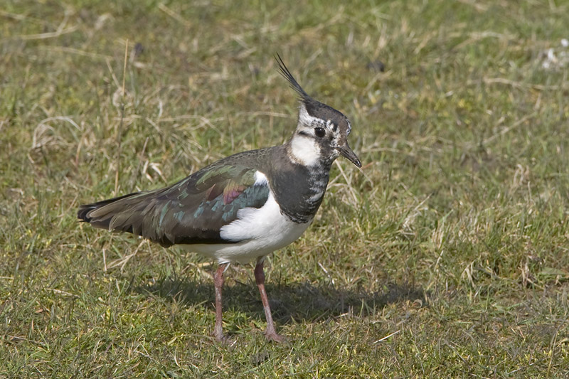 Vanellus vanellus