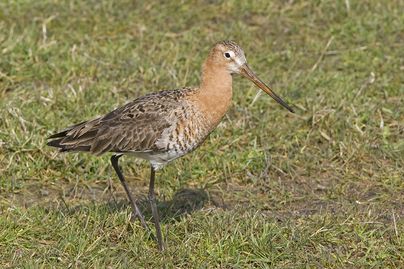Limosa limosa