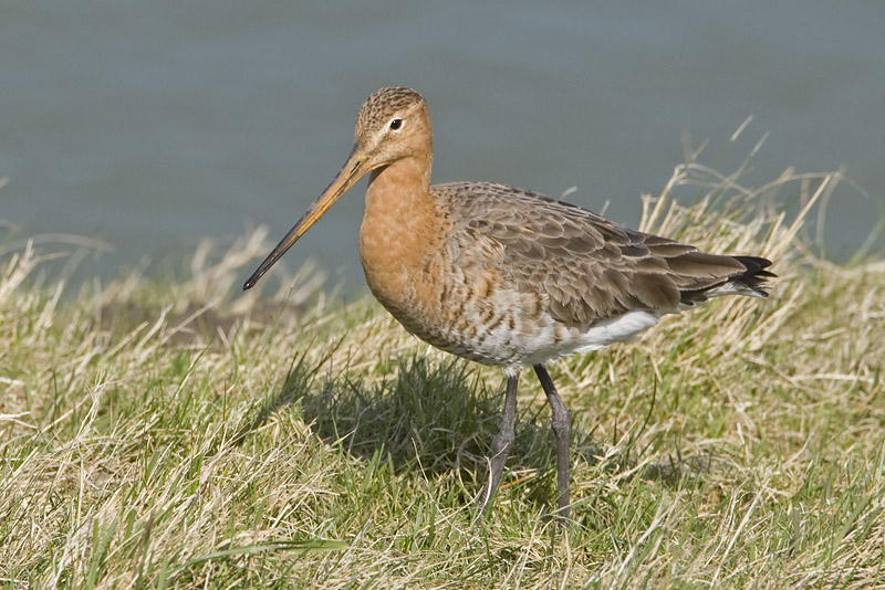Limosa limosa