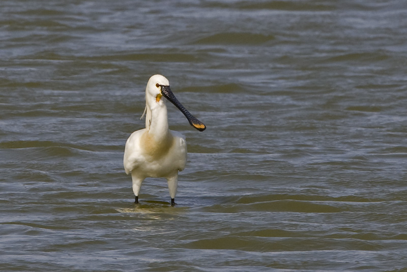 Platalea leucorodia