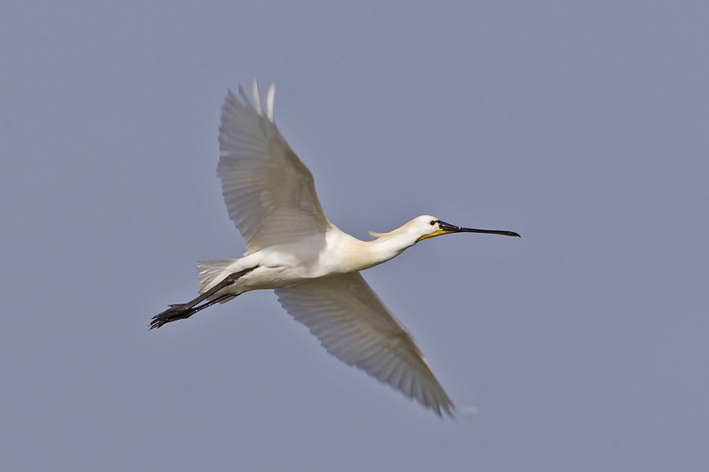 Platalea leucorodia
