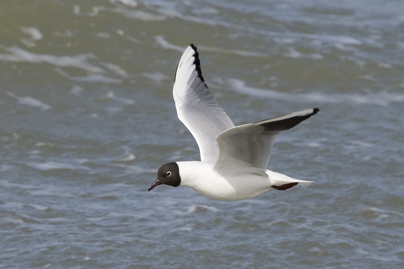 Larus ridibundus