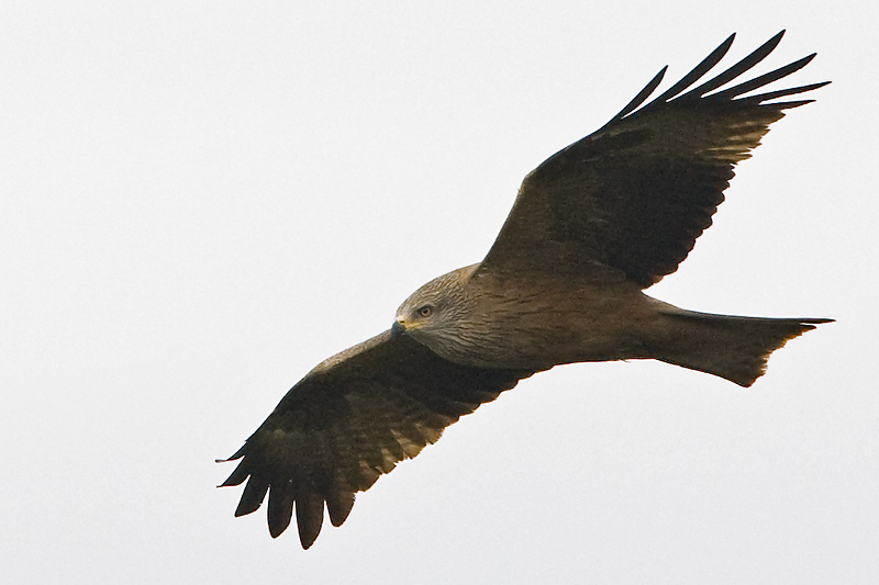 Milvus migrans