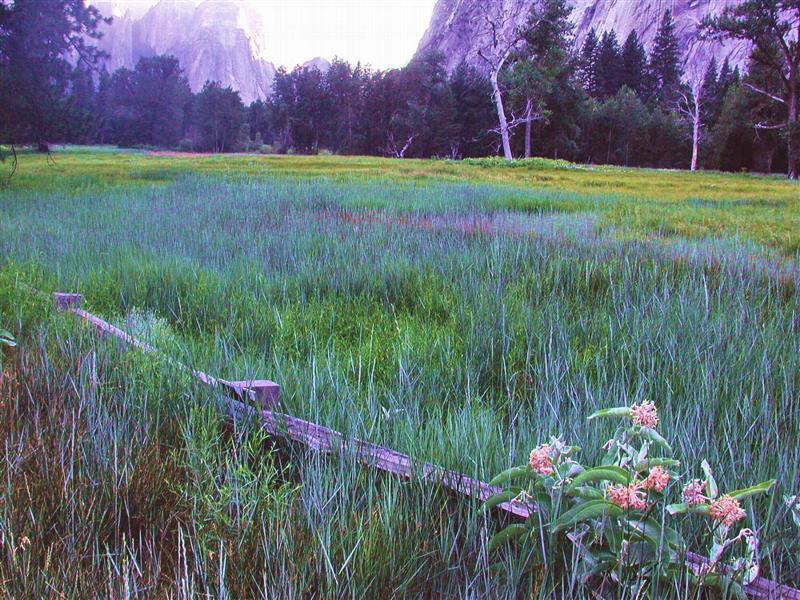 Yosemite Meadow at sunset ...>  DSCN5007.JPG