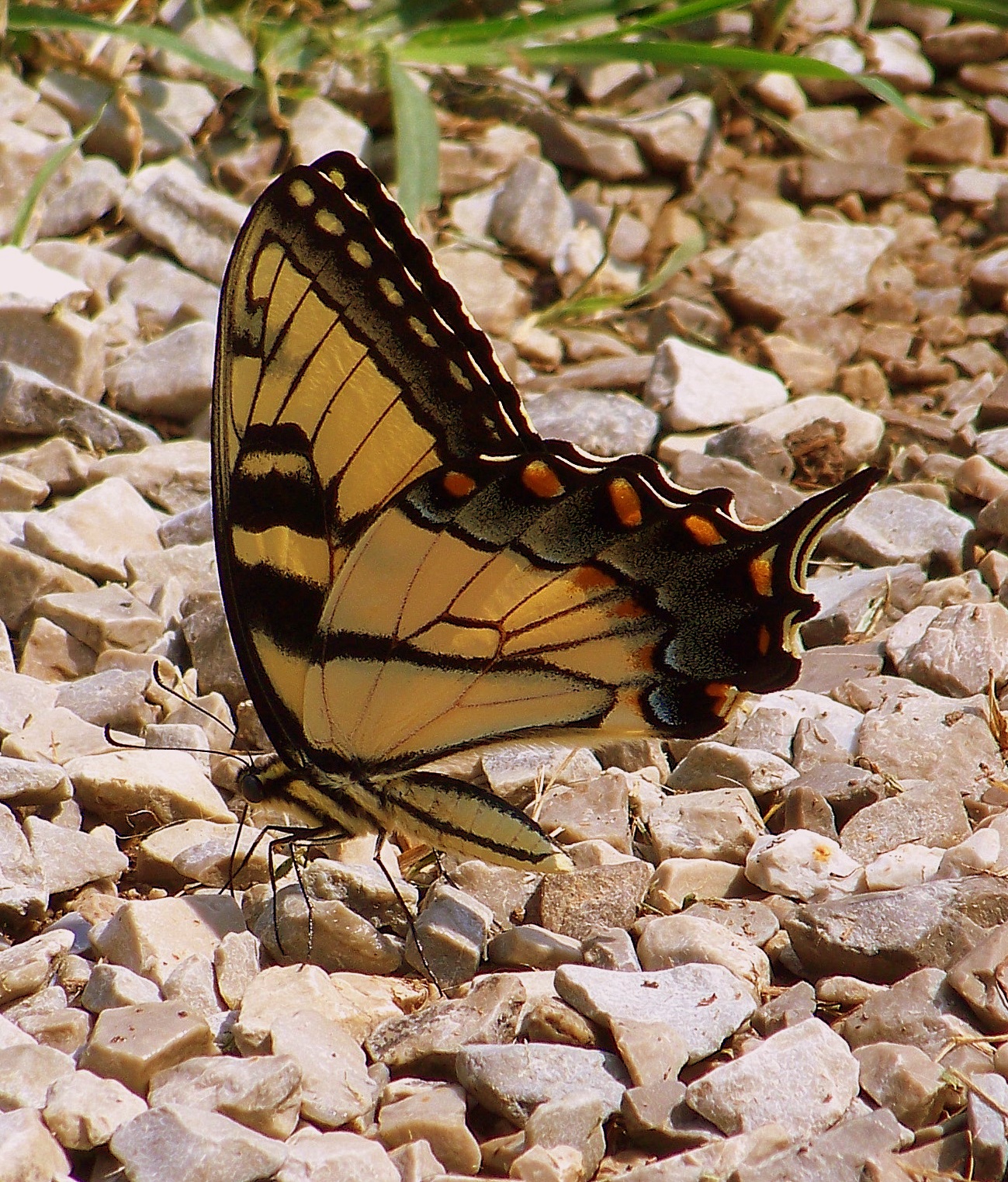 Tiger Swallowtail