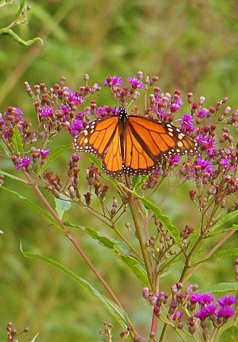 Monarch Butterfly on Tall Ironweed