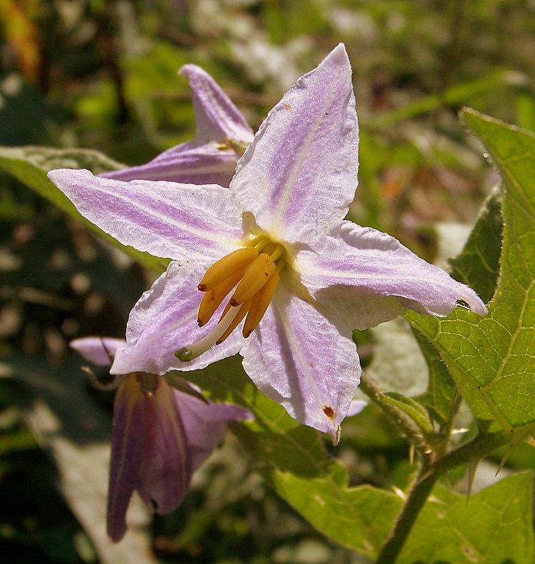 Horse Nettle