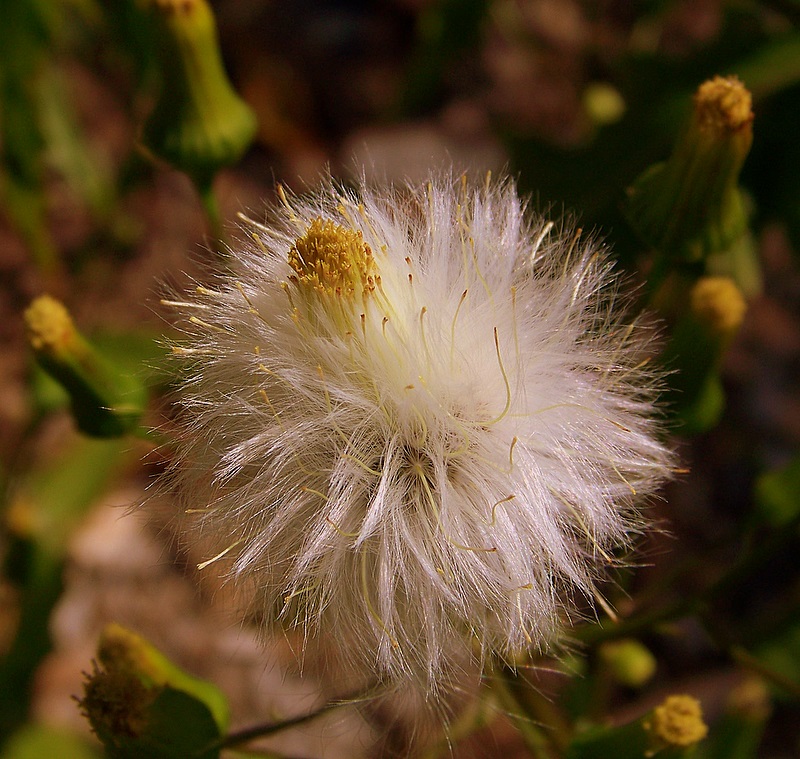 Pilewort in Seed