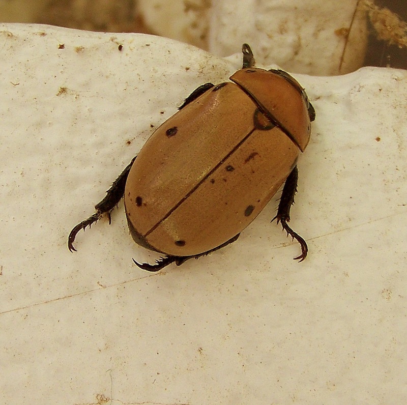 Spotted June Beetle