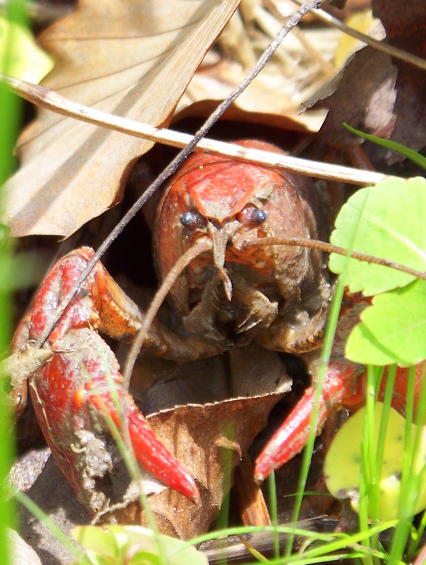 Crawfish