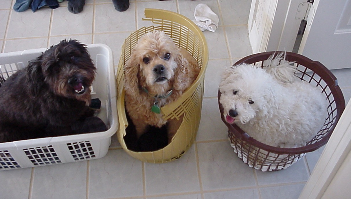 Dogs in Laundry Baskets