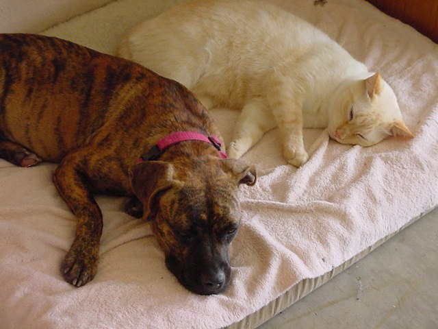 Pit Bull N Siamese Cat