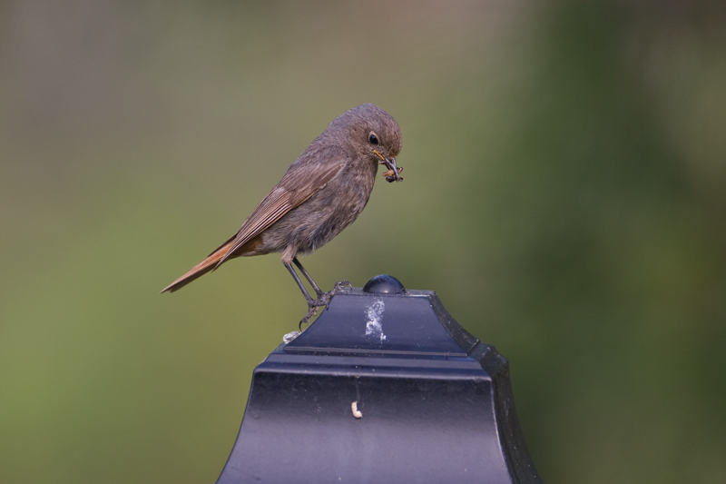 Black Redstart  (Phoenicurus ochruros)