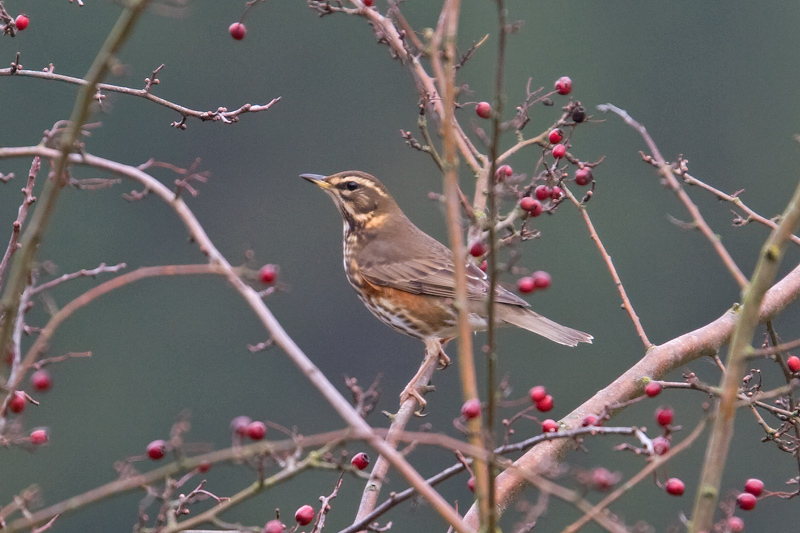 Redwing  (Turdus iliacus)