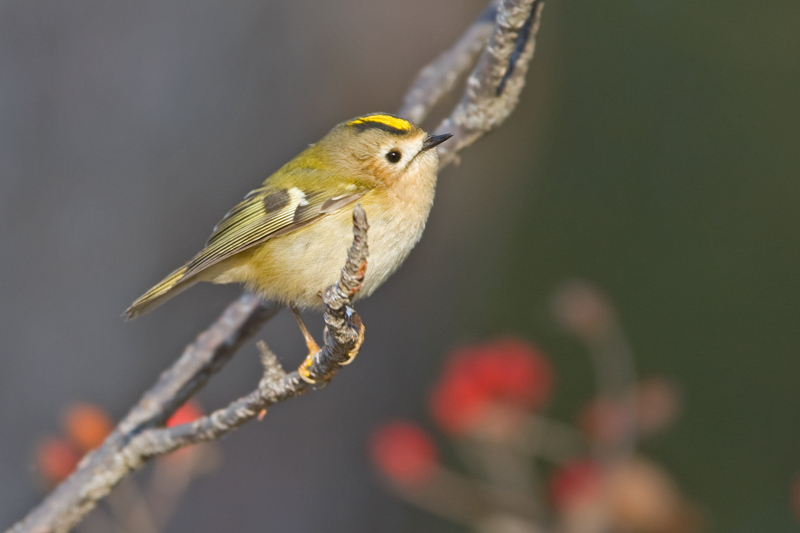 Goldcrest  (Regulus regulus)
