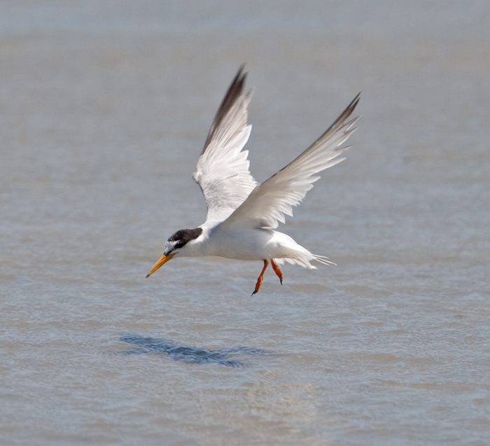 Little Tern  (Sterna albifrons)