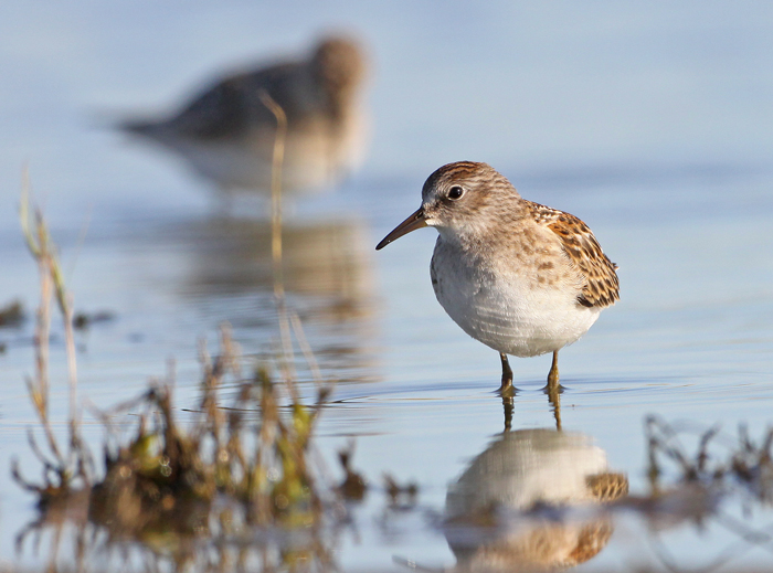 Least-sandpiper-II.jpg