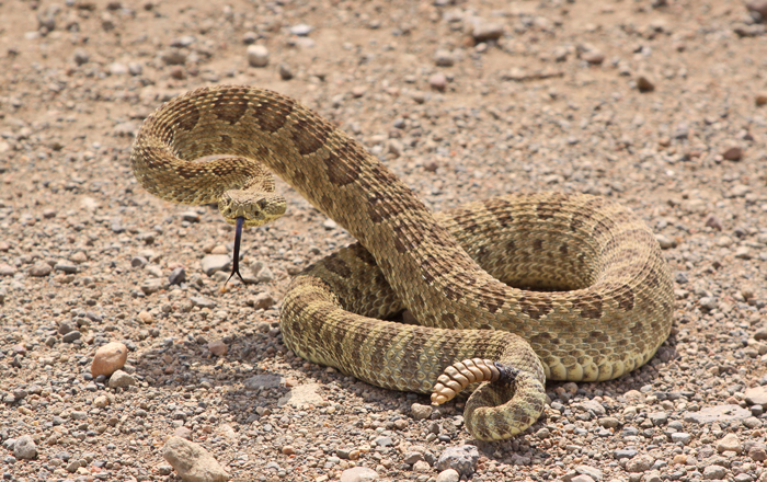 prairie-rattlesnake-III.jpg