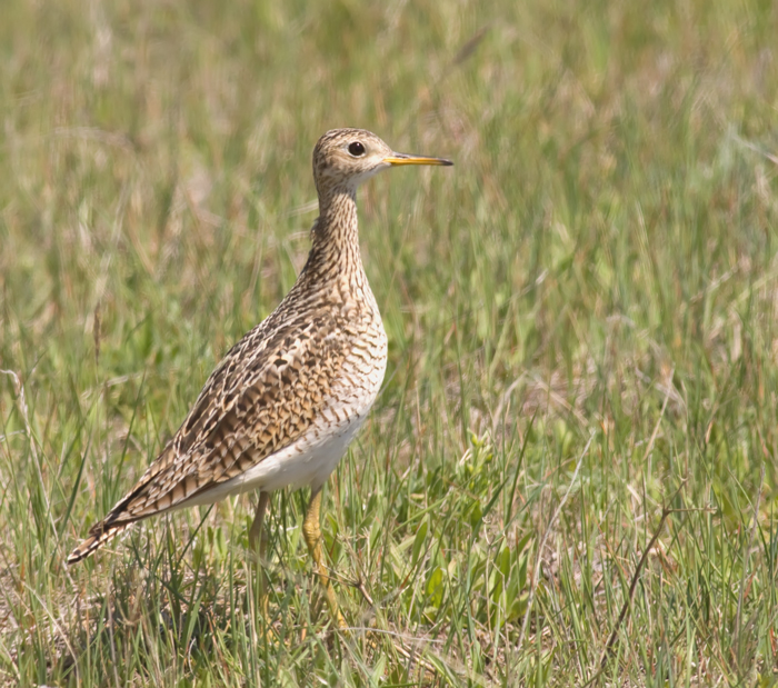 upland-sandpiper-I.jpg