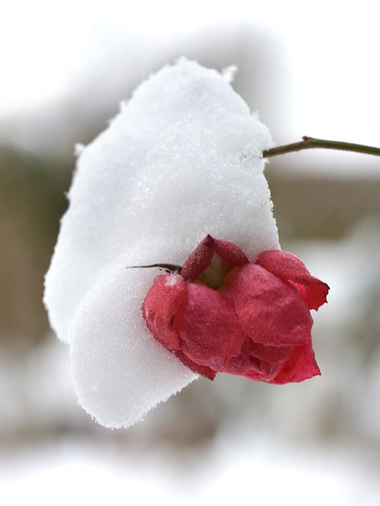 late bloom