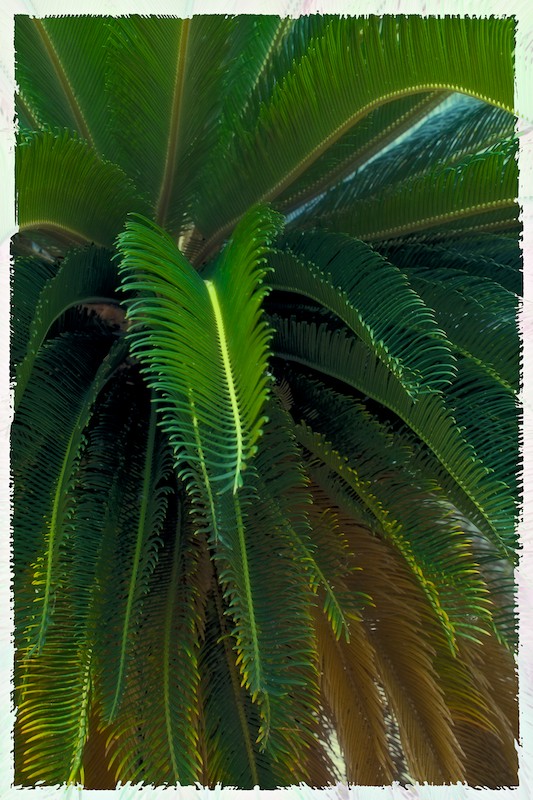 Sprawling Palm