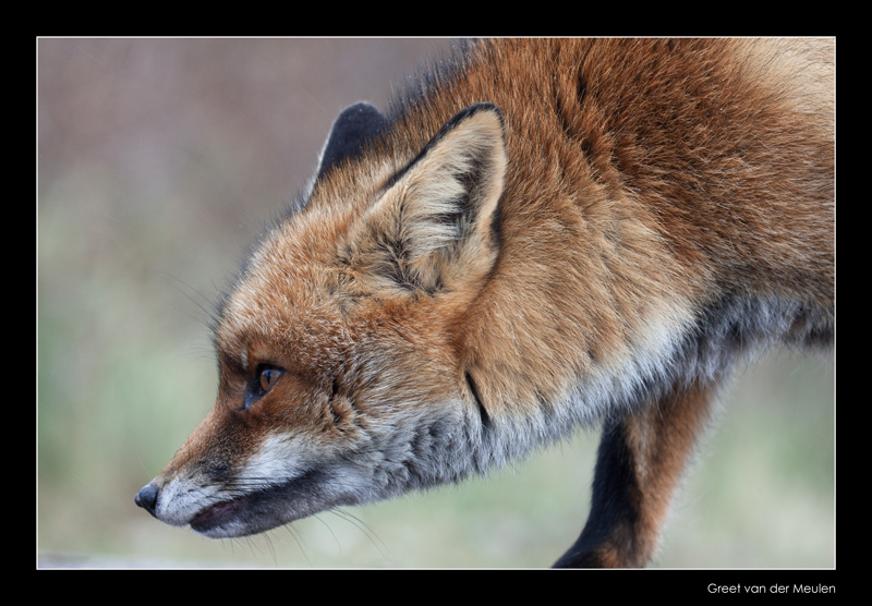 0426 fox in rain