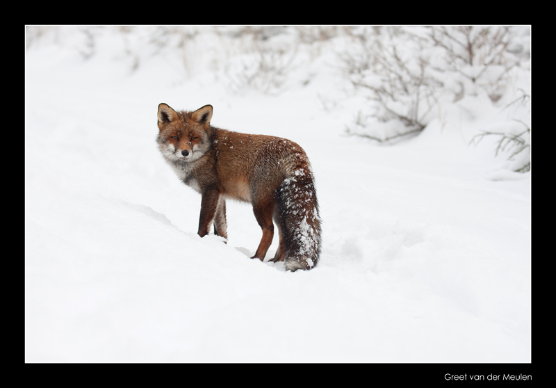 2430 fox in snow