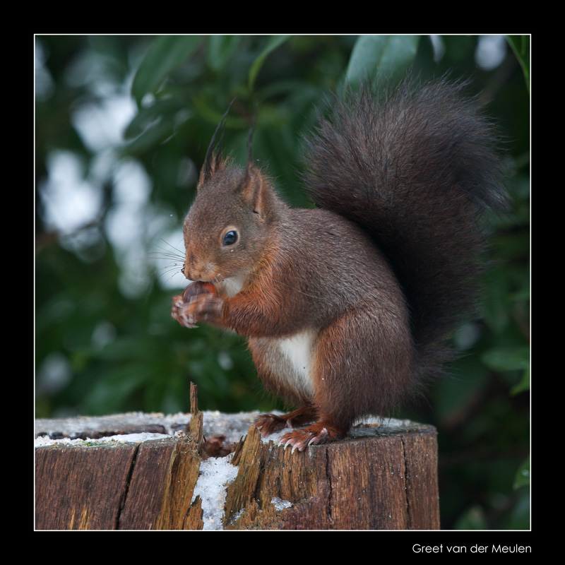 5656 red squirrel