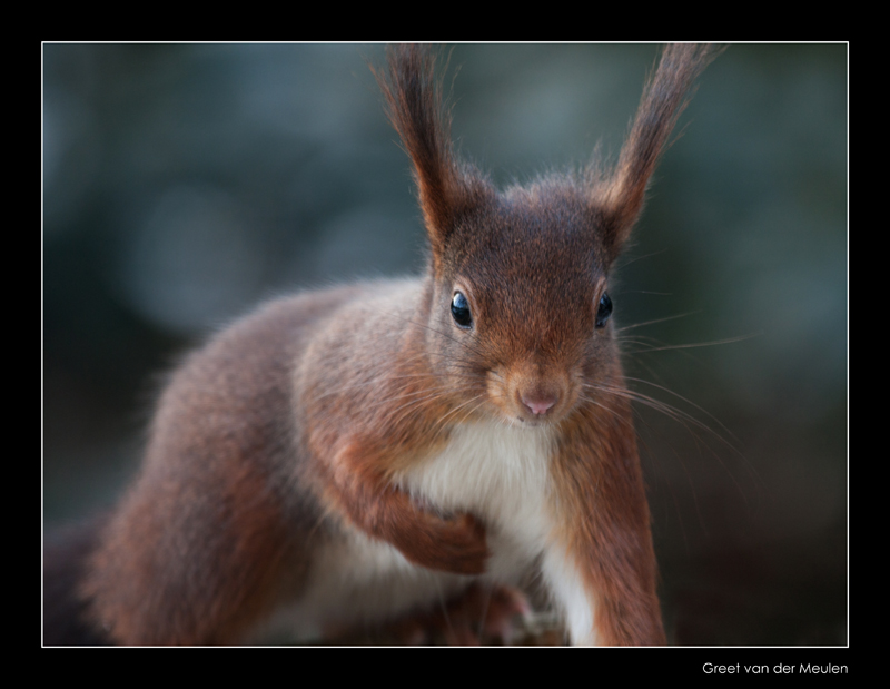 7293 red squirrel