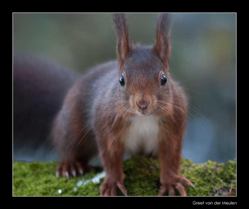 8078 red squirrel