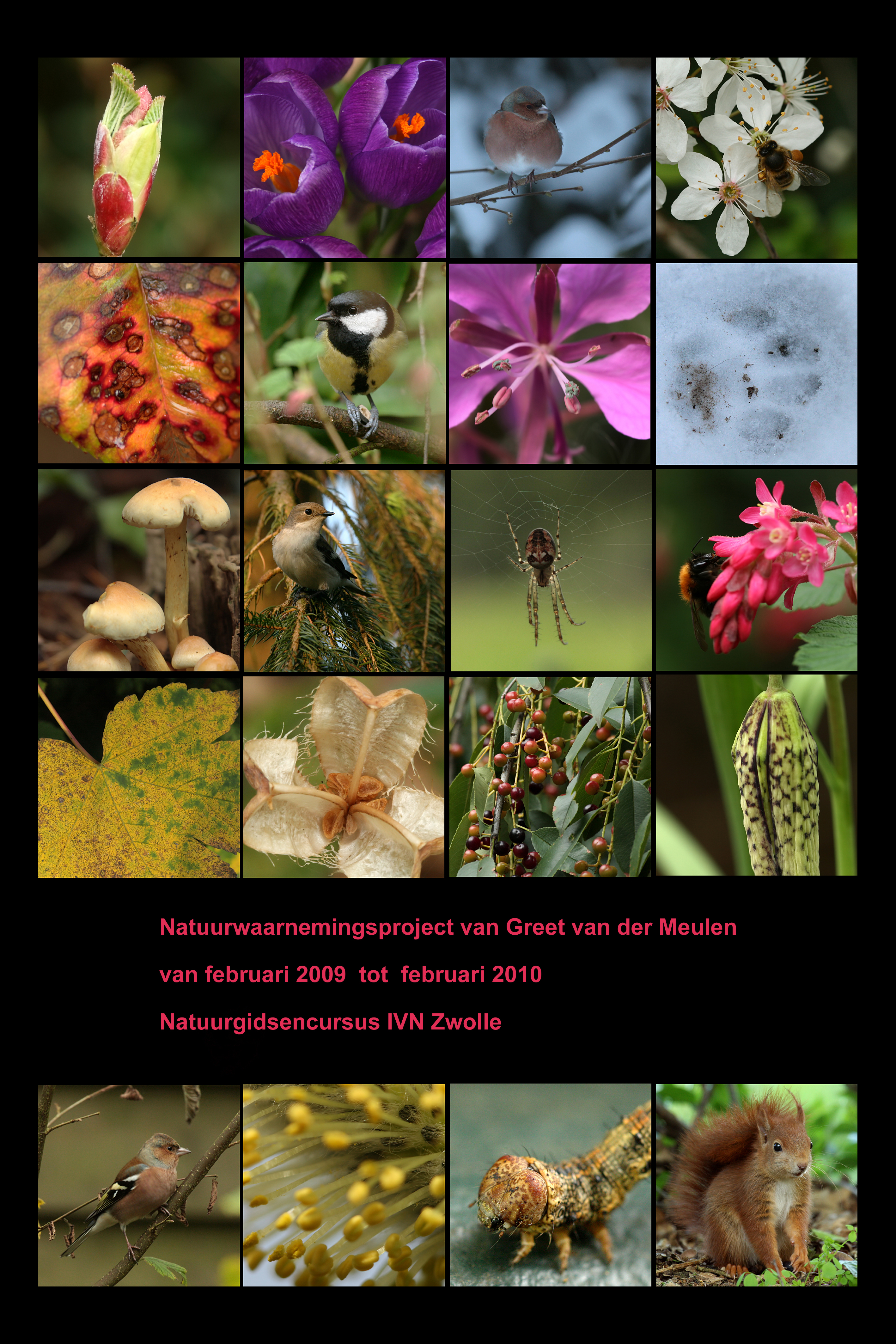 poster project for natures guide course 2009